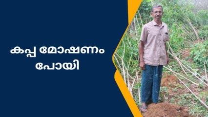 കറുകച്ചാൽ മാന്തുരുത്തിയിൽ കപ്പ മോഷണം പോയതായി പരാതി