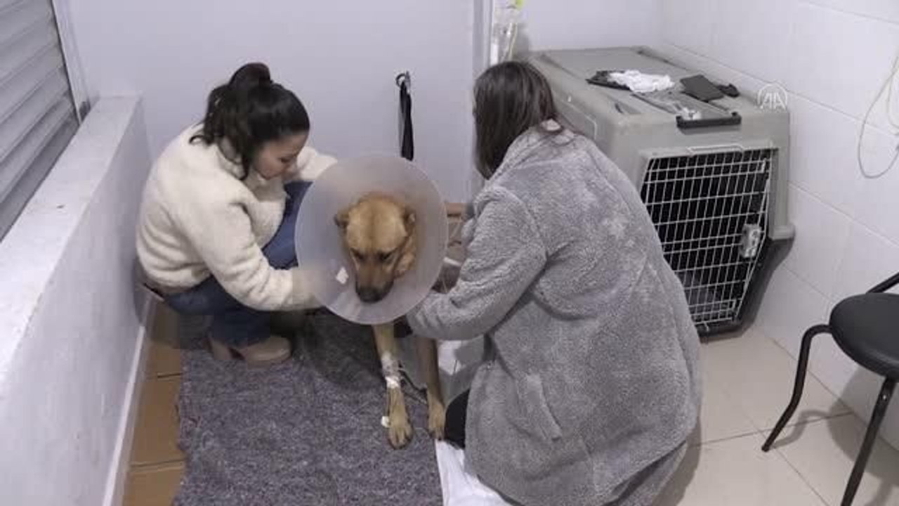 Av tüfeğiyle ağzından vurulan köpek tedavi altına alındı