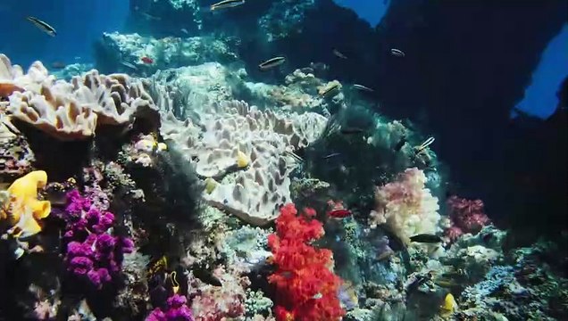 THE BEST OF RAJA AMPAT - 12 Days of Epic Diving on the Seven Seas