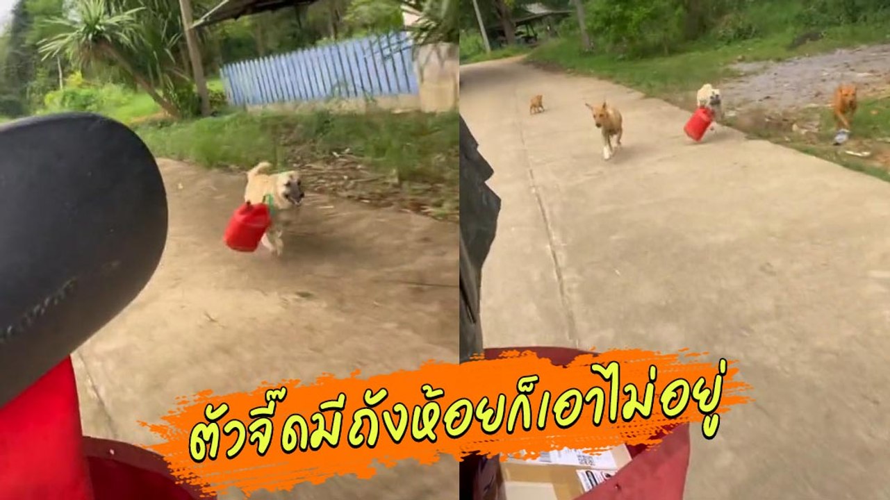 ตัวตึง 4 ขา มะหมาวิ่งไล่ฟัดไปรษณีย์ขี่รถผ่าน แม...