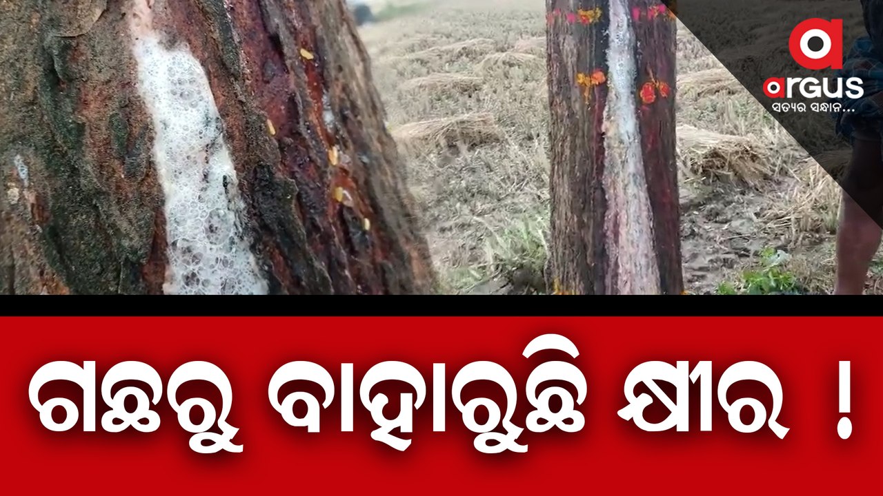 Viral Video || Milk coming out from a tree