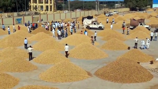 बीकानेरी मूंगफली की धमक विदेशों में भी