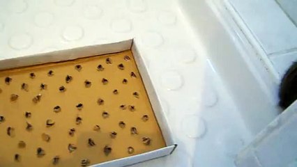 1 Lapin ramené par le Chat Apollo