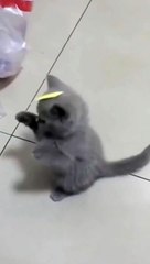 Frank cute cat __ cute animals