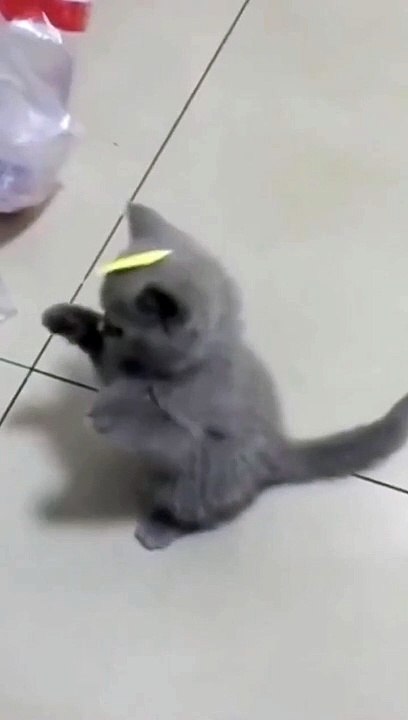 Frank cute cat __ cute animals