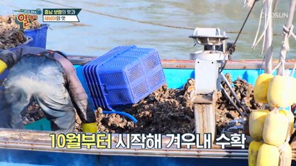 12월에는 굴 축제까지 열리는 굴 천국 충남 보령 TV CHOSUN 20221211 방송
