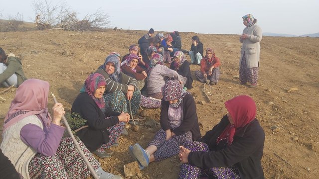 Sökülen ceviz ağaçları yerine fidan diken köylülere jandarma müdahale etti