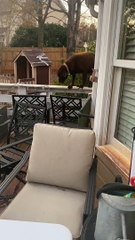 When Your Dog Thinks He's a Squirrel