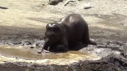 Elephant Mud Bath