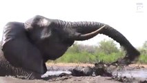 Elephants Taking A Giant Mud Bath! _ INCREDIBLE Elephant Bathing In Mud!