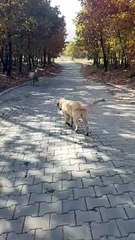 Our pups wait/guard the sheep and lamb, which are separated from their flock