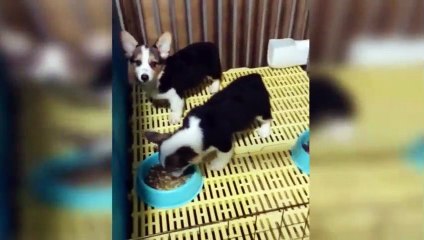 Dogs and Cats Reaction to Food Funny Animal Videos