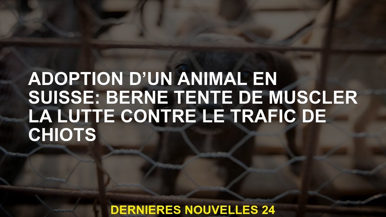 Adoption d'un animal en Suisse: Berne essaie de construire la lutte contre le trafic de chiots