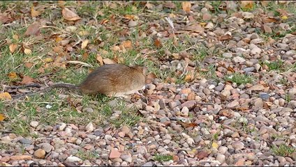 Cute Rodent Beautiful Short Video   Animal's Galaxy   2021    #Shorts