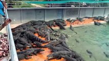 One Of The Bigest Crocodile Farm In Thailand   Thai Crocodile Farm   Crocodile Farming   Croc Farm
