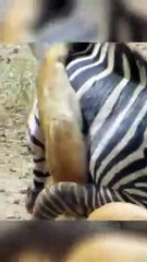 Тhe Beast finishes off its prey