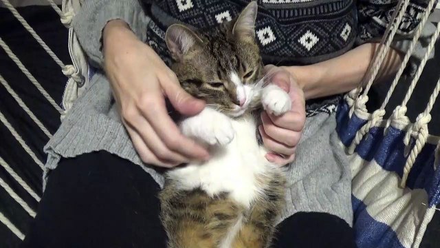 Kitten Purrs when I Play with His Paws