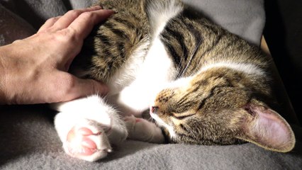 Purring Cat Stretches His Paw
