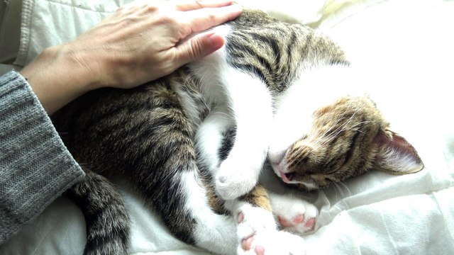 Sweet Kitten Purrs In the Sun