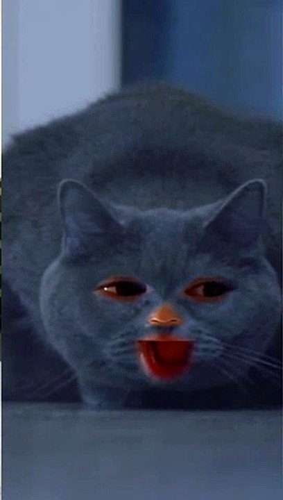 STUPID CAT