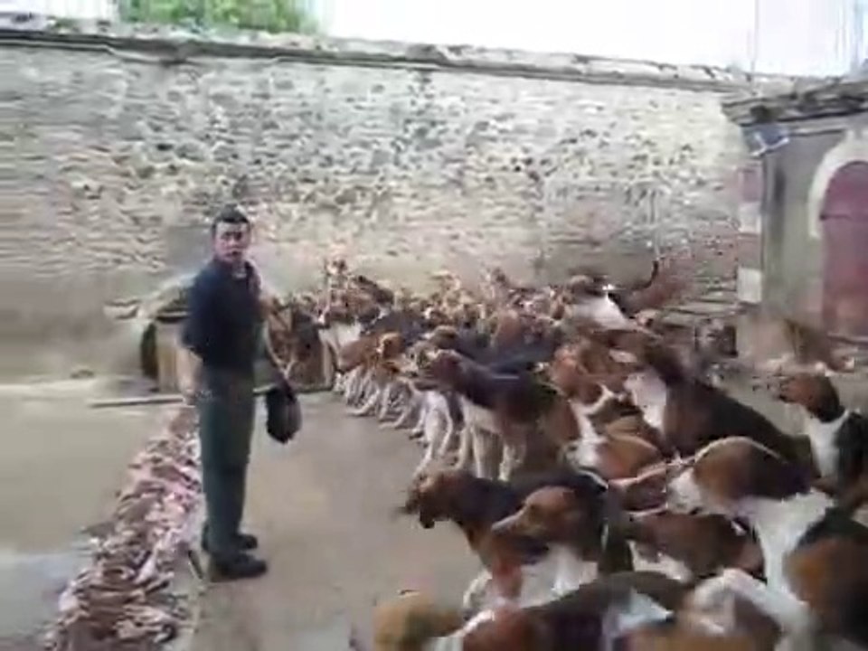 Crazy feeding frenzy with the hounds at Chateau Cheverny