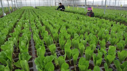 '서서 상추'로 고된 노동 줄인 제주 농부 / YTN