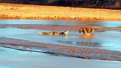 Leopard Can't Escape From Fierce Herd Of Crocodiles And Turn Itself To Great Prey For Kings Of Swamp