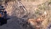 Cunning Herd Of Wild Dogs Attack Cheetah To Steal Its Prey - Crocodiles vs Hyenas   Wild Fights
