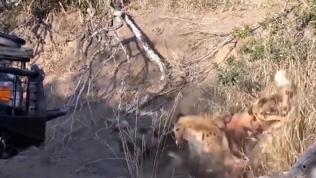 Cunning Herd Of Wild Dogs Attack Cheetah To Steal Its Prey - Crocodiles vs Hyenas Wild Fights