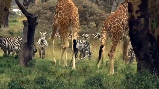 Unmerciful Battle Between Lions And Herd Of Wild Boars - Wild Dog vs Cheetah Crazy Animals Fight