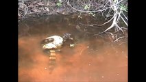 Anaconda VS Crocodile Amazing Viral Fight In The Cristalino River   Anaconda And Crocodile Fighting