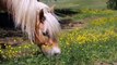 Most Beautiful Horses Video Collections In Iceland   Horses Farm In Iceland    Animal's Galaxy