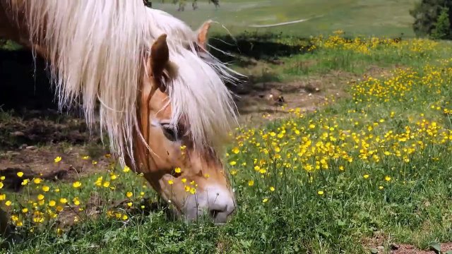 Most Beautiful Horses Video Collections In Iceland Horses Farm In Iceland Animal's Galaxy