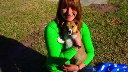 Meet Chico The Pembroke Welsh Corgi - Life is Awesome