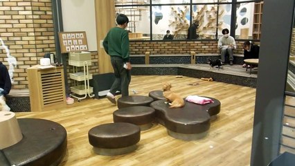 Dog & Cat Cafe in Japan