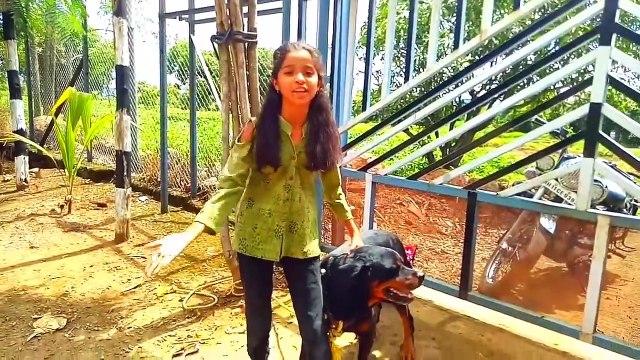 Are Rottweiler Dangerous_Rottweiler Dog Breed-Facts, Food & Characteristics In E_HD