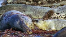 Wildest Islands - Hebrides - Land of Legends