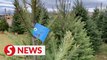 Why your Christmas tree may cost more this year