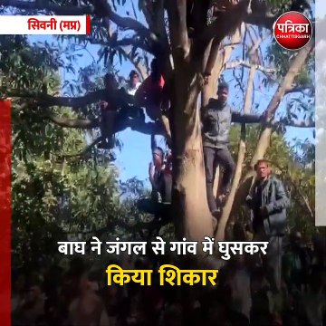 सिवनी (मप्र): बाघ ने किया ग्रामीण का शिकार, एक ग्रामीण को किया घायल