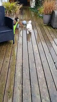 Dog Wipes Wet Paws Before Going Inside