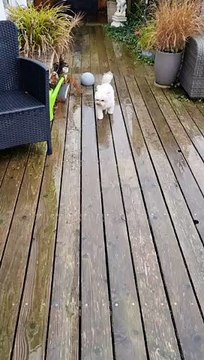 Dog Wipes Wet Paws Before Going Inside