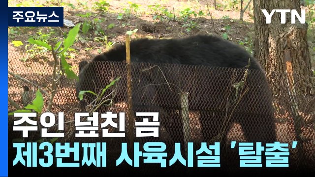 주인 덮친 곰 이번이 3번째 탈출... 야생동물 관리제도 개선 시급 / YTN