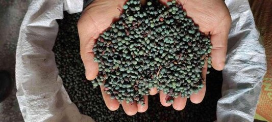 Ormandan toplanan meyvenin yağını gram gram çıkartıyorlar