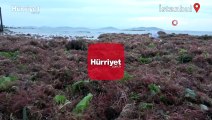 İstanbul’da lodos nedeniyle Kadıköy Caddebostan Sahili kırmızı yosunla kaplandı
