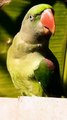 Most Beautiful Talking Parrot