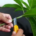 How to grow Mango tree from cutting in Banana Tree Trunk
