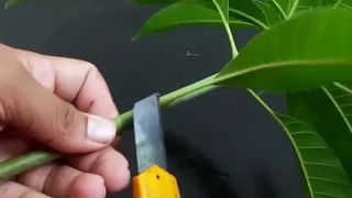 How to grow Mango tree from cutting in Banana Tree Trunk