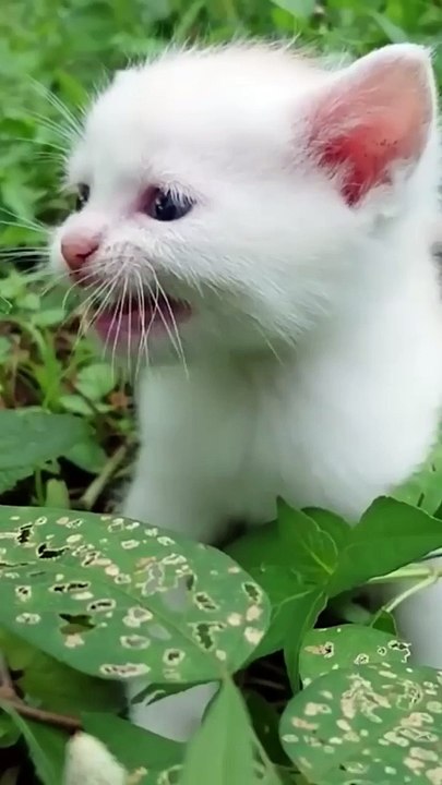 Cute little kitten