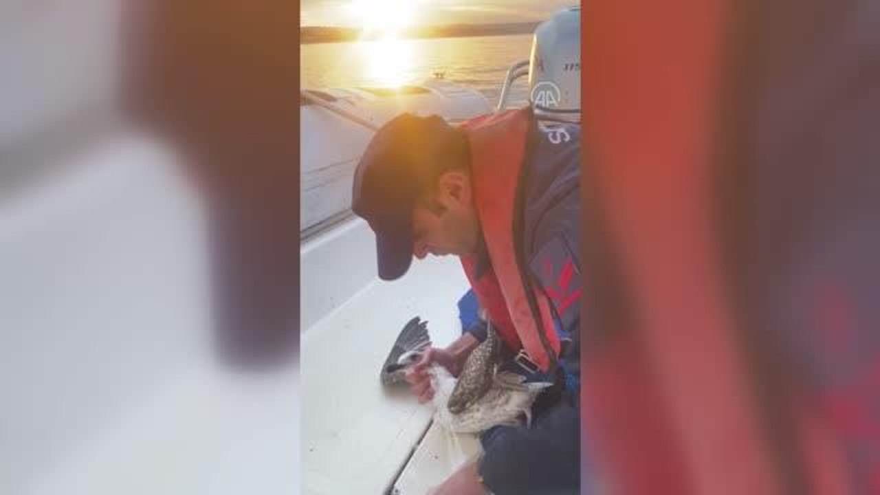 Şile'de naylon poşete dolanarak ağlara takılan martı kurtarıldı