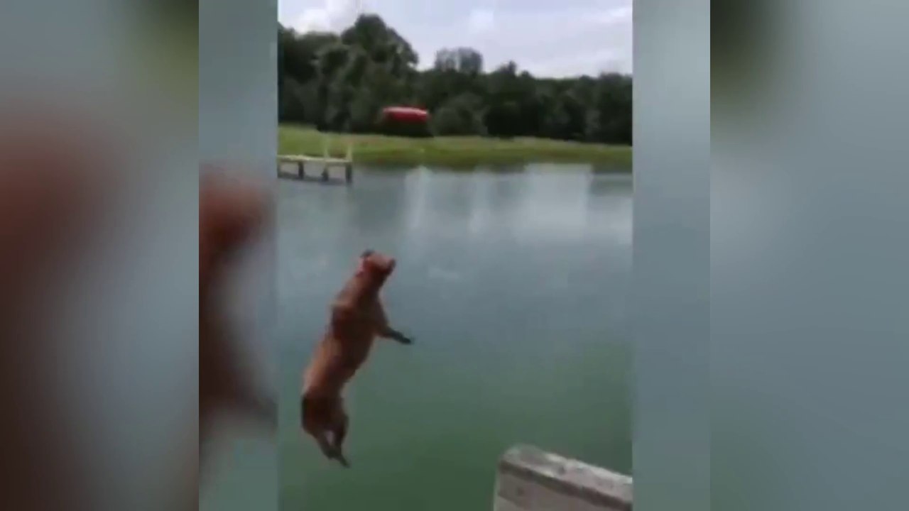 Dog funny